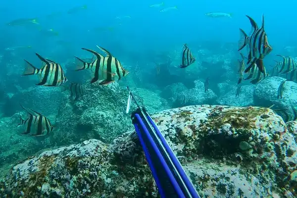 speargun pointing at fish school from a rock underwater