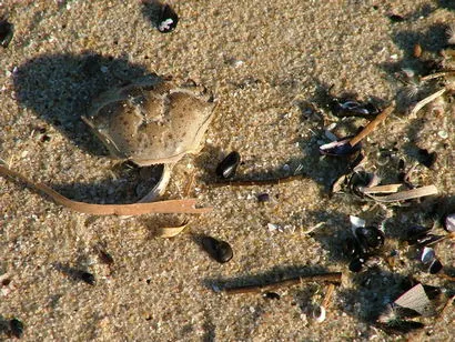 Beachcombing