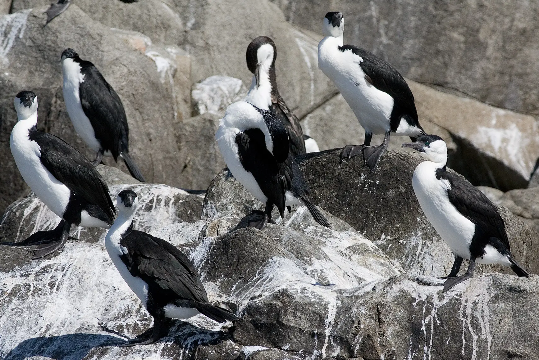 A flock of Cormorants standing on a rock