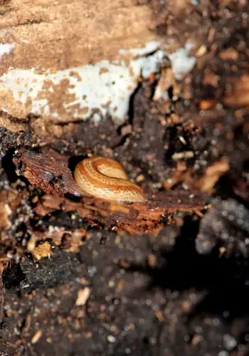 A small white and brown coloured land planarian amoungst decying wood