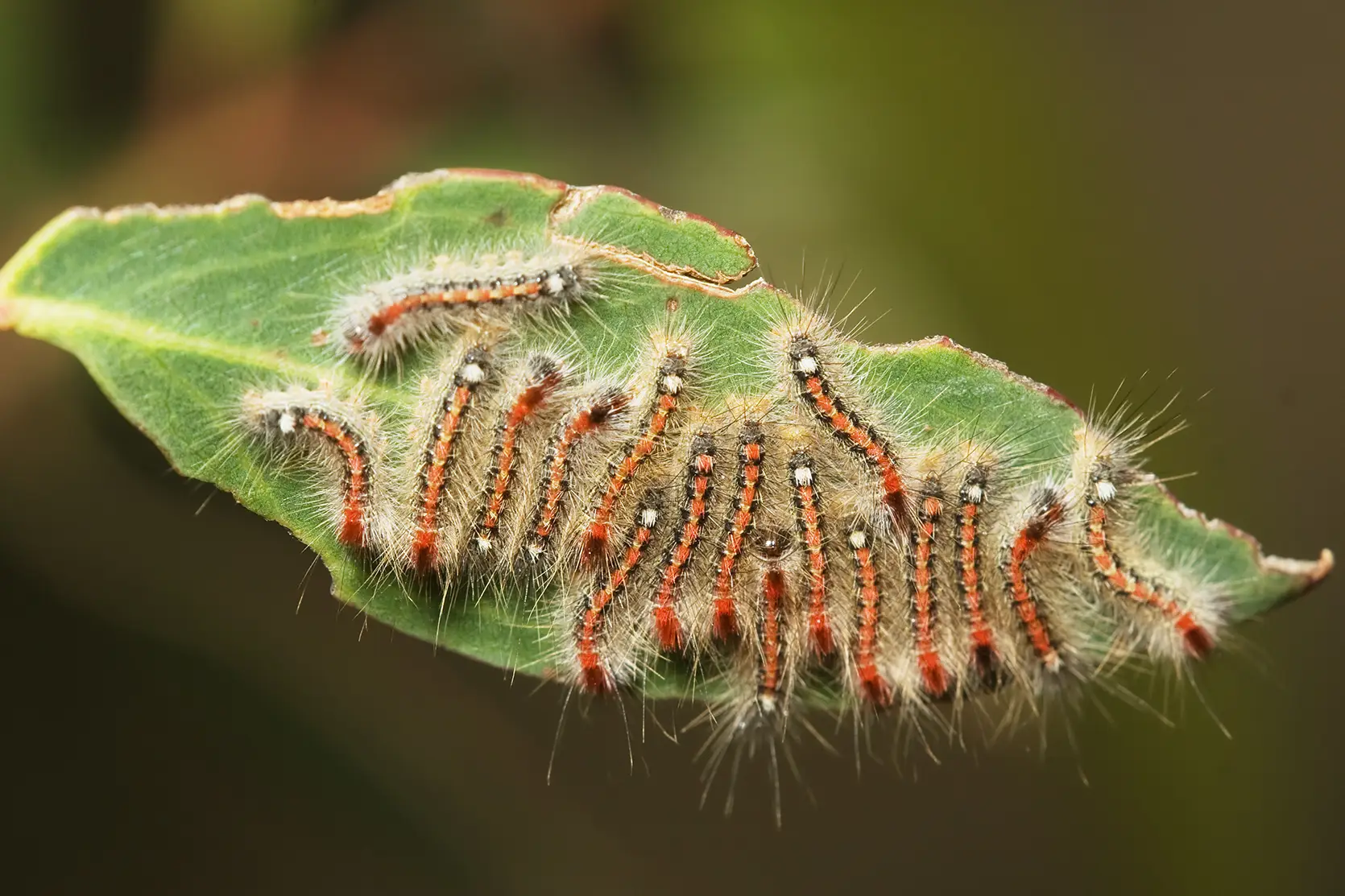 Caterpillars on a leaf