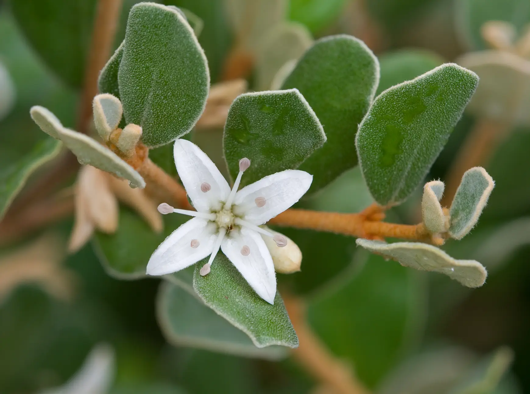 White flower of the Correa alba plant