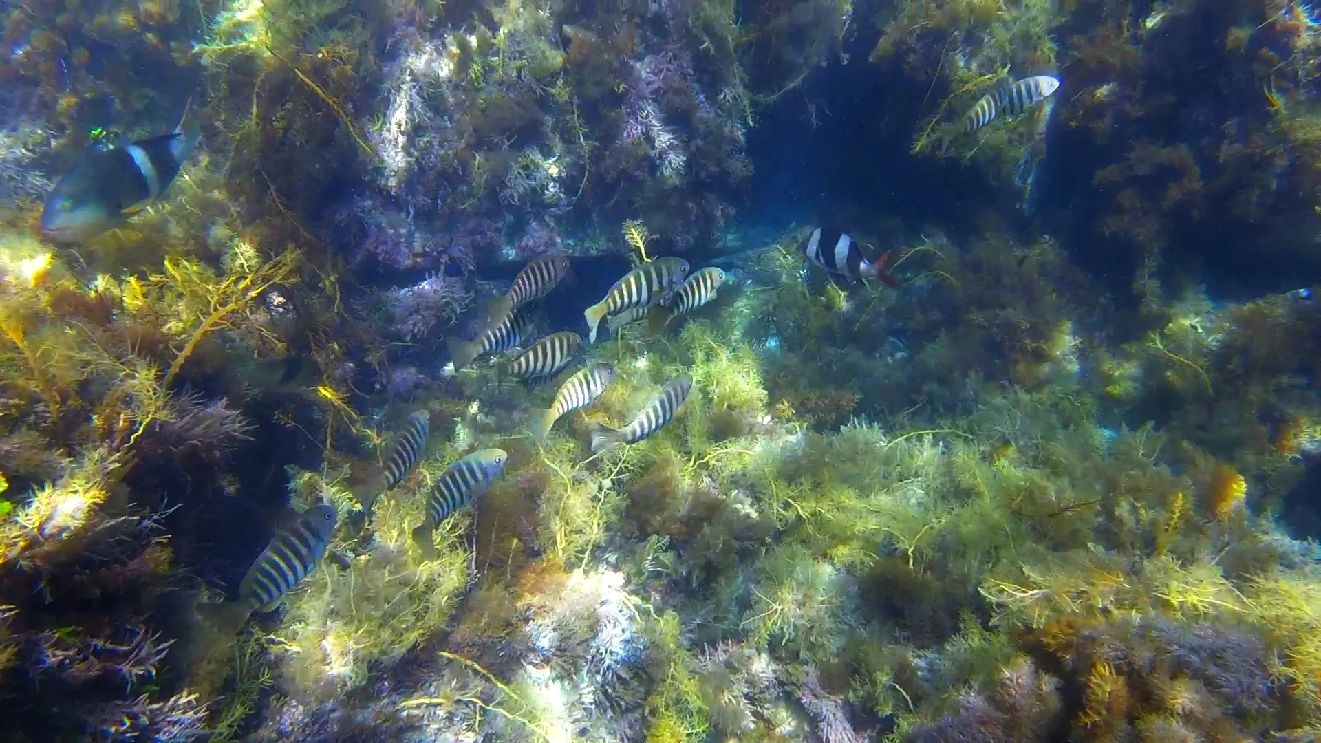 Various fish swimming around a rocky reef at Tomahawk