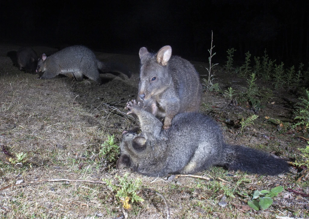 Red bellied pademelon fighting with a Brush tail possum